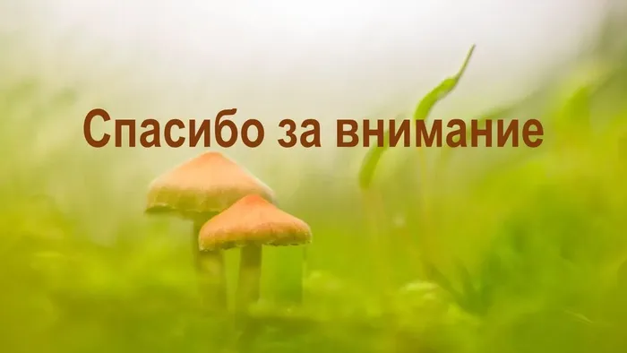 Слайд6